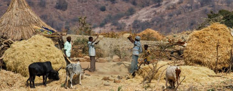 Wheat farmers in Ethiopia