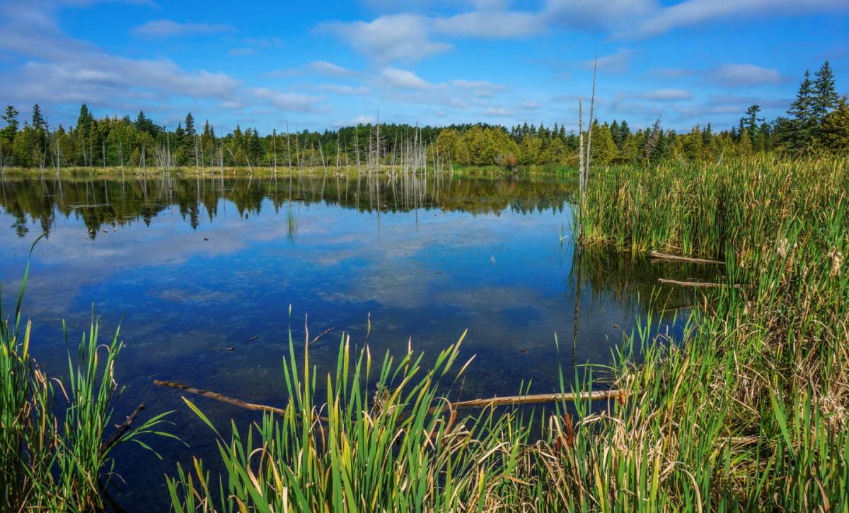 Wetlands in Manitoba, Canada